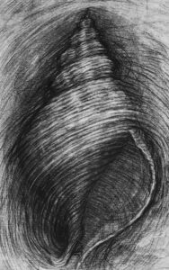 "ŠKOLJKA 2" 30x20cm, ugljen na papiru